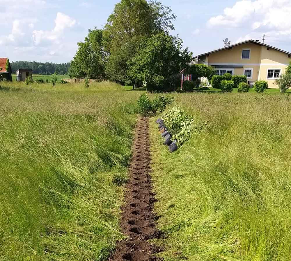 Zum Einpflanzen vorbereitete Sichtschutzpflanzen