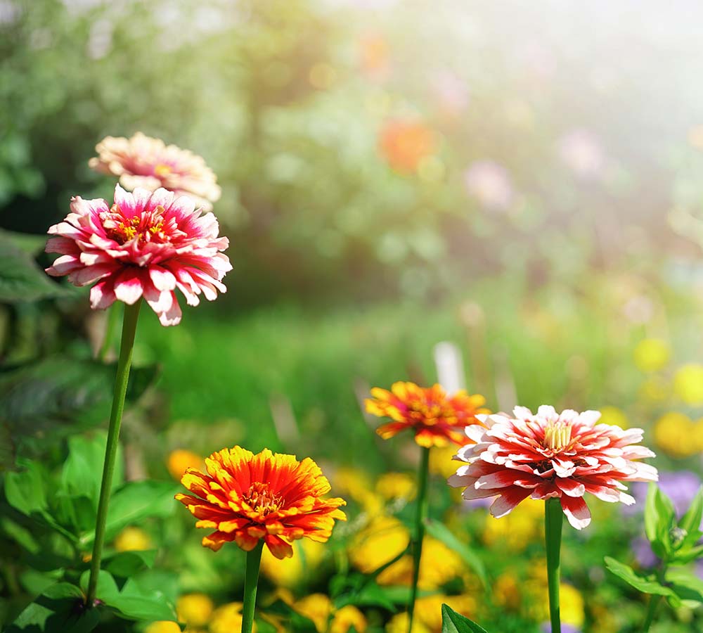 Blumenwiese im Sonnenschein