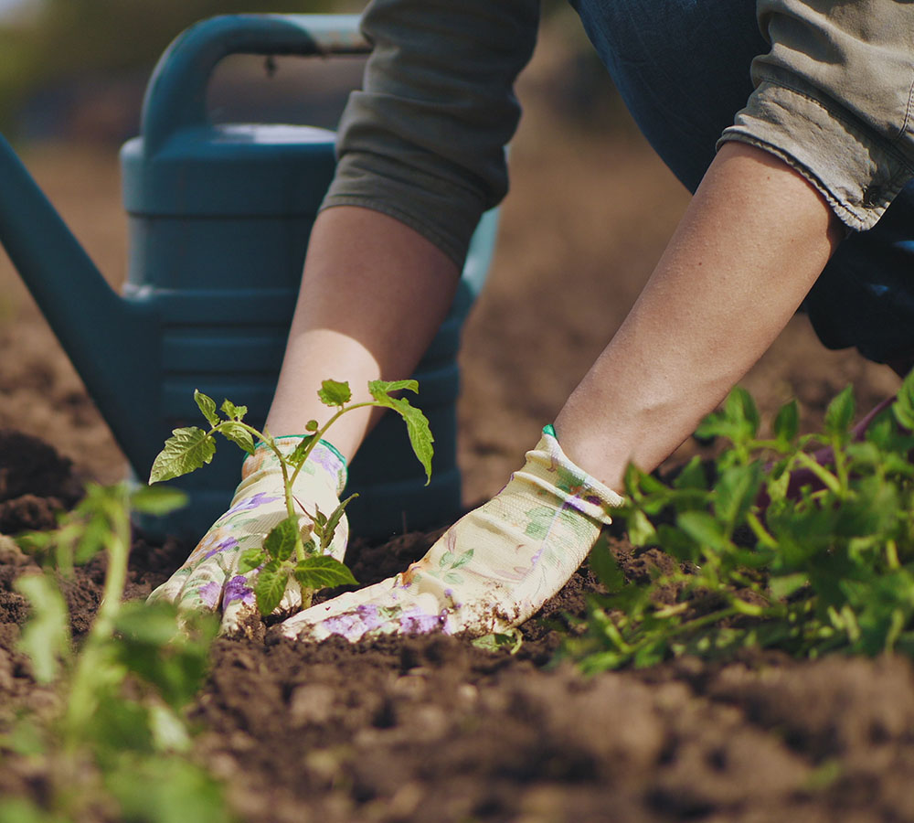 Gärtner pflanz Nutzpflanze in Erde ein