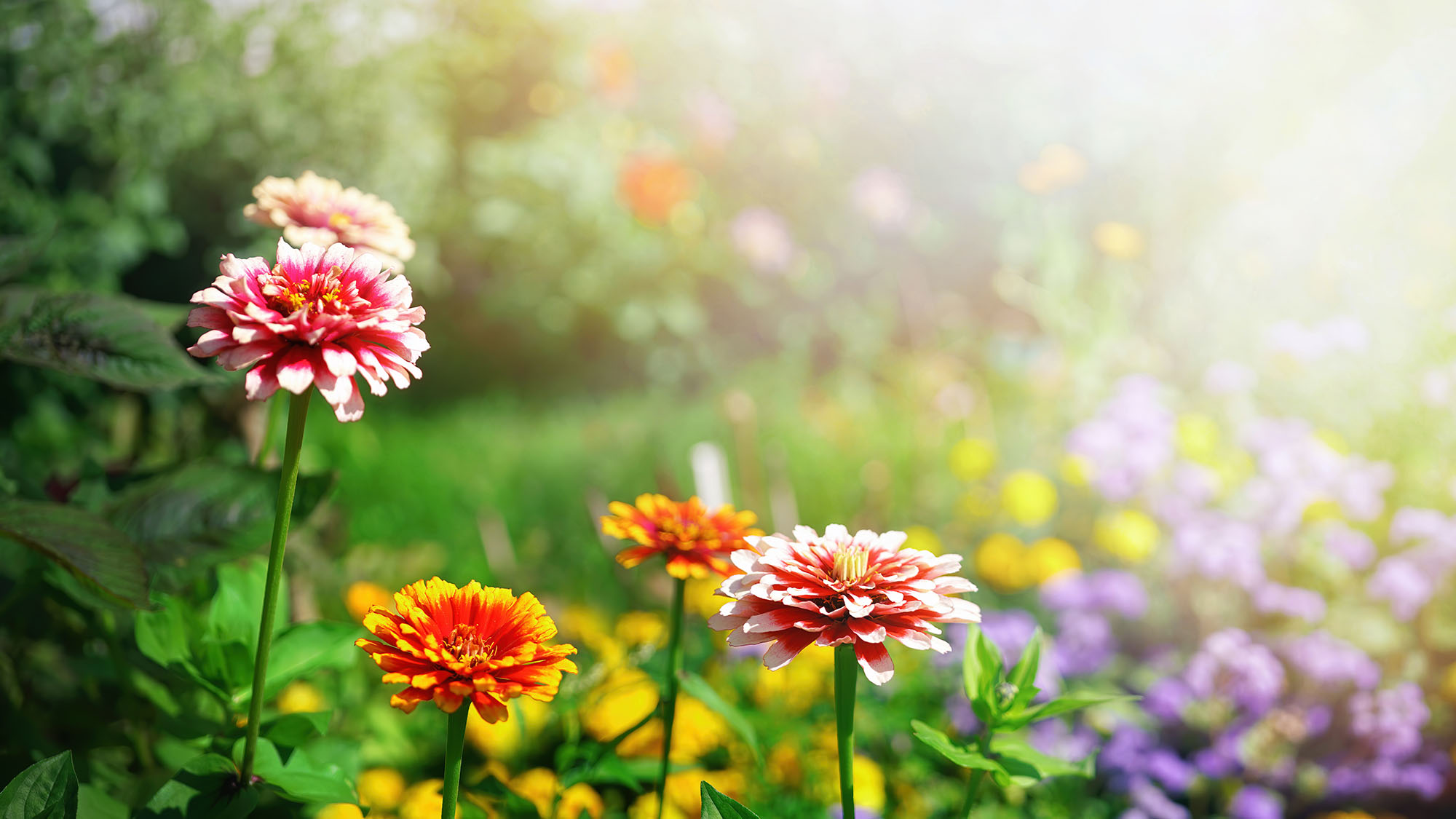 Gepflegter Blumengarten im Sonnenschein