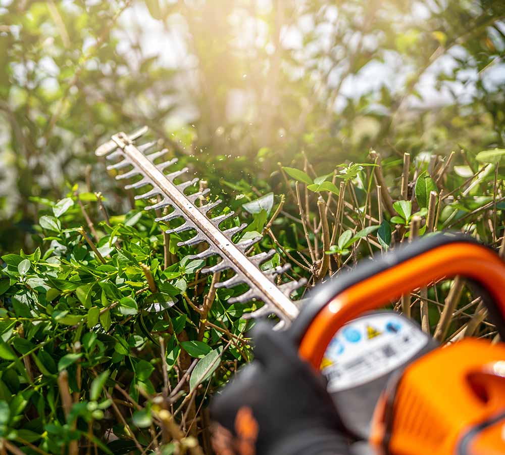 Hecke wird getrimmt