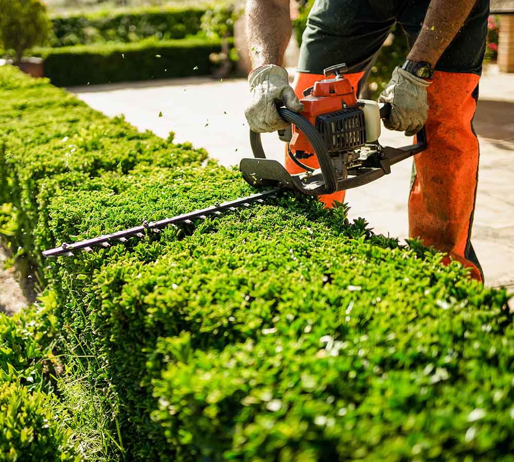Professioneller Heckenschnitt